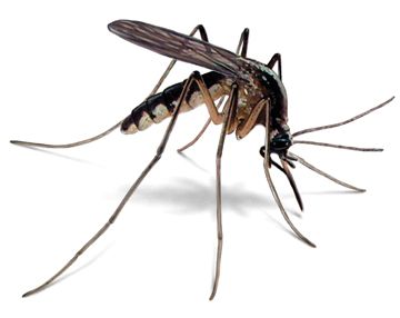 mosquito-illustration360x286-1.jpg
